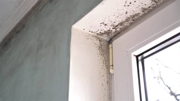 Best Mold Remediation  in Beckett Ridge, OH