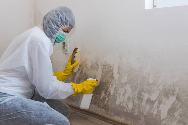 Mold Removal and Inspection in Beckett Ridge, OH