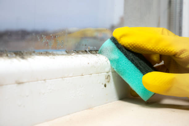 Best Home Mold Removal  in Beckett Ridge, OH