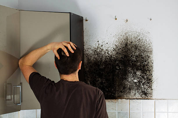 Best Mold Removal Company Near Me  in Beckett Ridge, OH